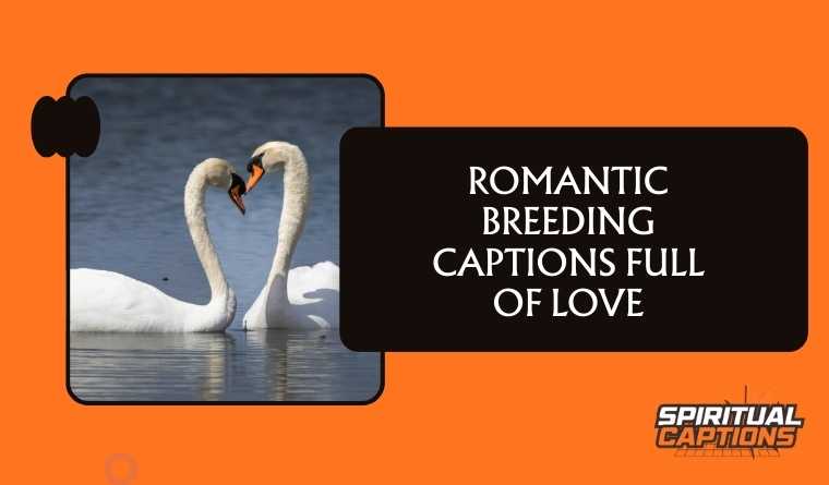 Romantic Breeding Captions Full of Love