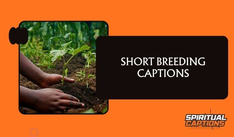 Short Breeding Captions